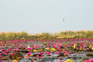 Alla scoperta del "Red lotus sea" di Udon Thani