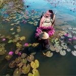 Vietnam: donna con cappello conico su barca tra ninfee rosa.